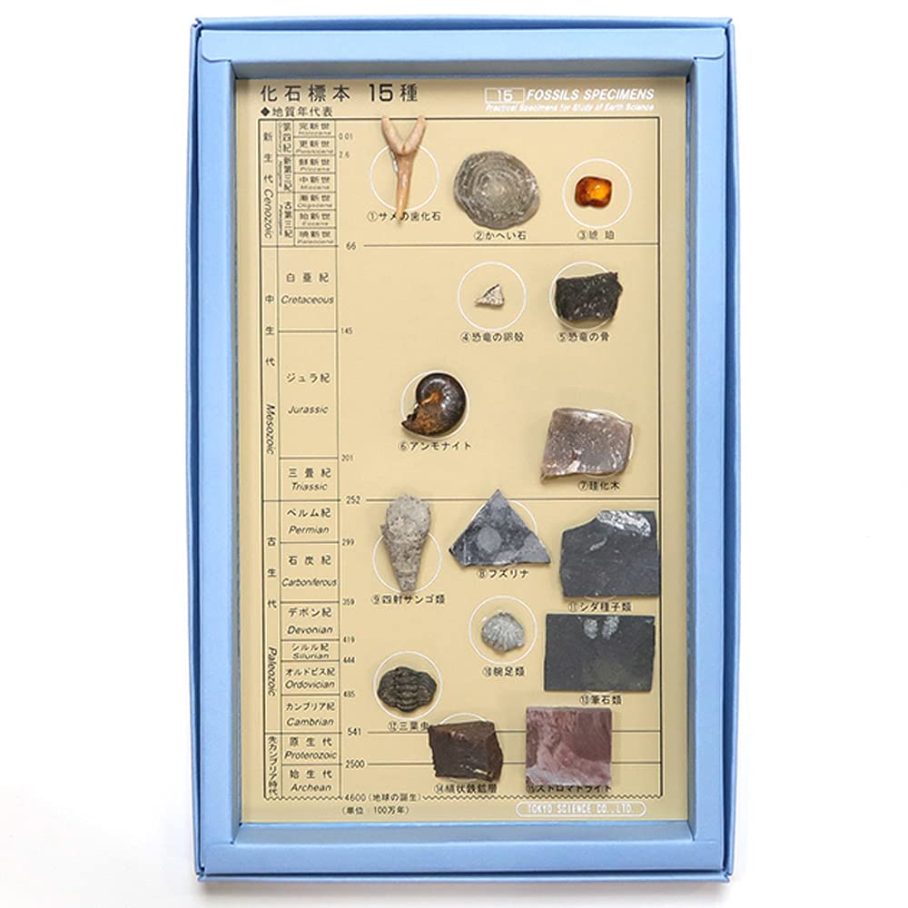 Amazon | SCIENCE「化石標本15種セット 解説付 箱入り（紙製）箱サイズ